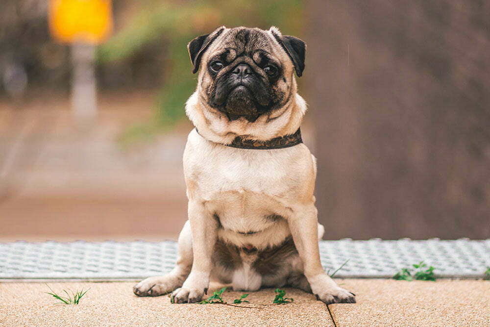 Pug