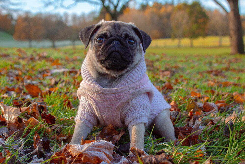 Pug