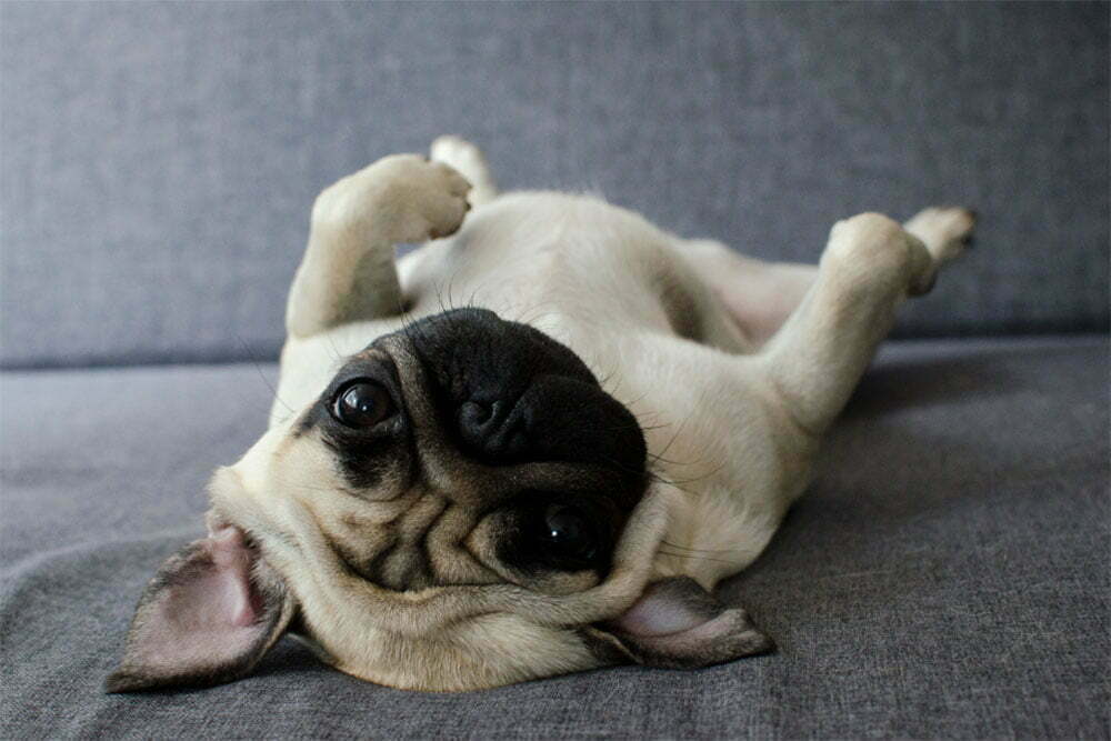 Pug