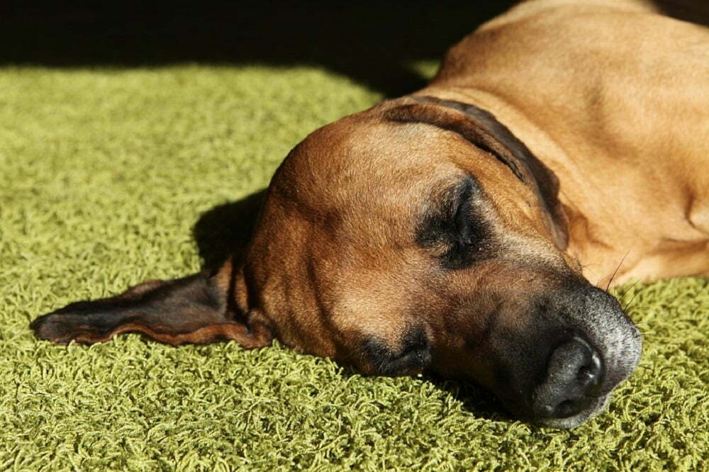 Rhodesian ridgeback.