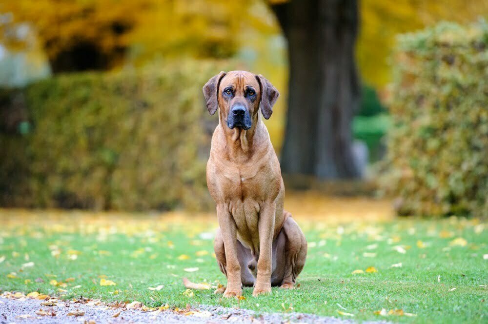 Rhodesian ridgeback.