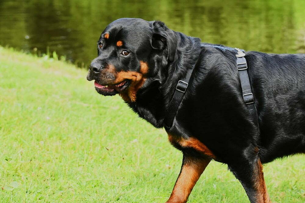 Rottweiler