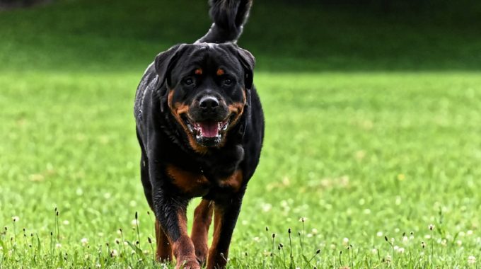 Rottweiler the ultimate guide1
