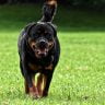 Rottweiler the ultimate guide1