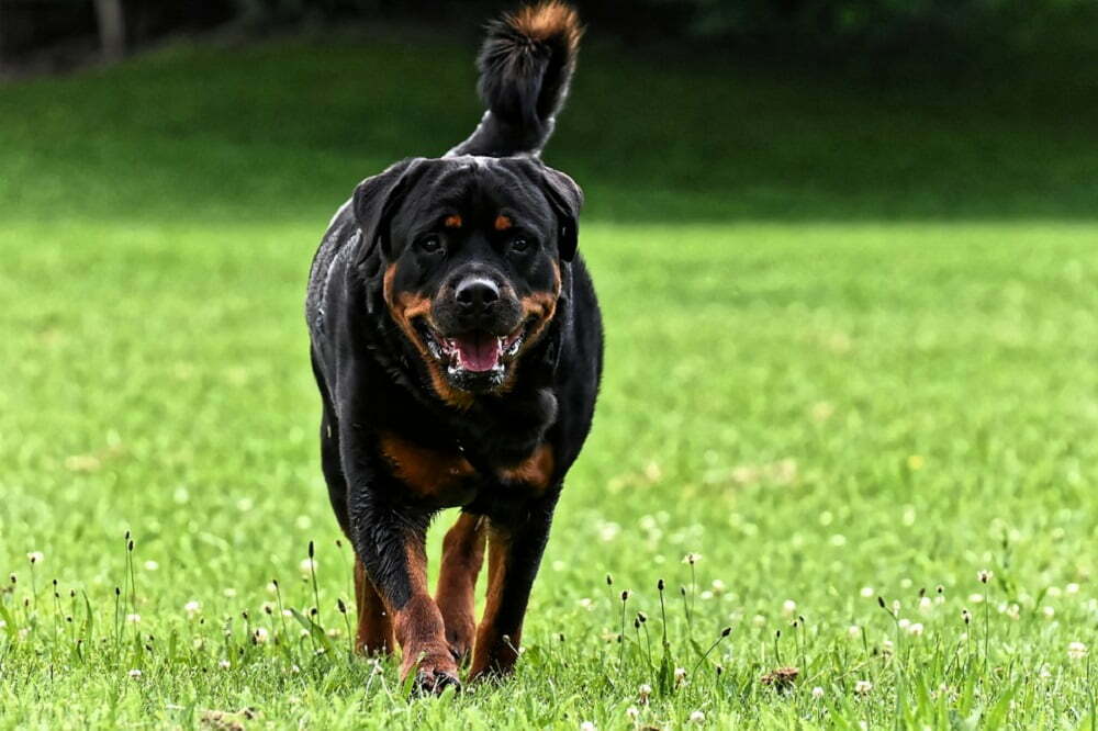 are rottweilers considered long hairor short hair