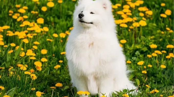 Samoyed: the ultimate guide