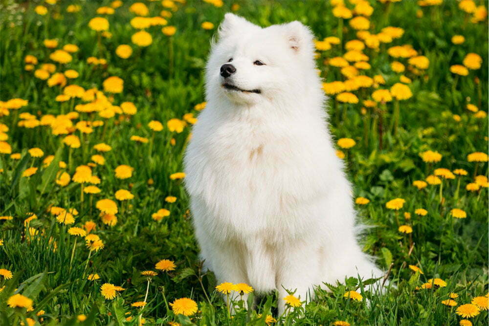 Samoyed