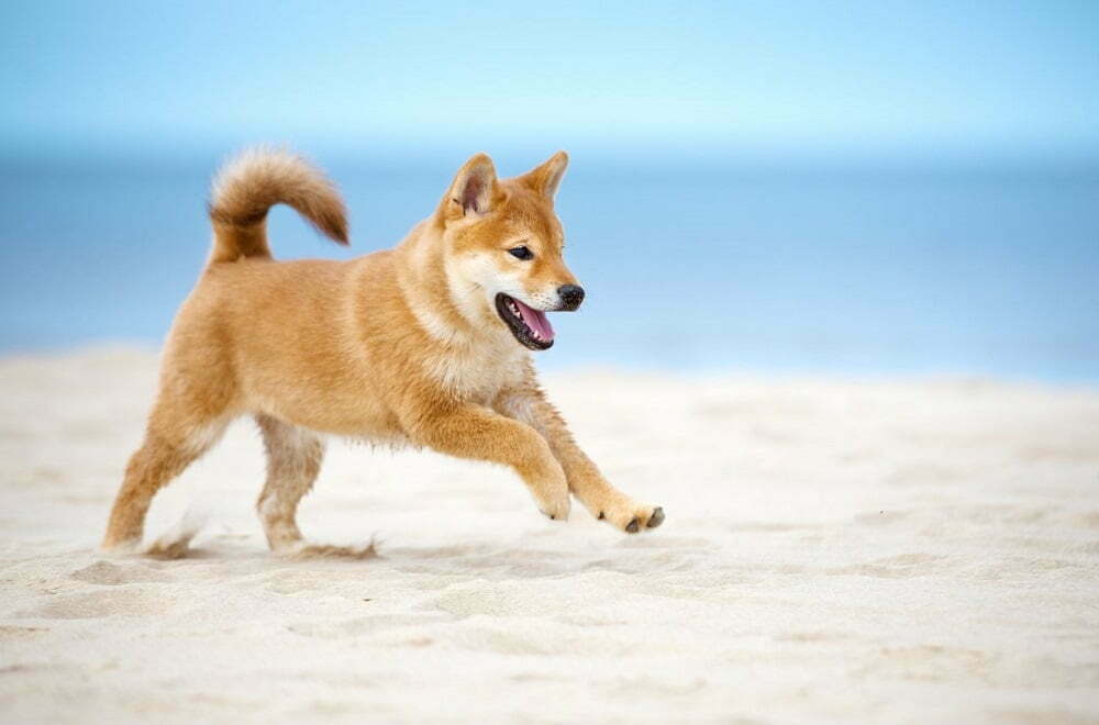 Shiba inu