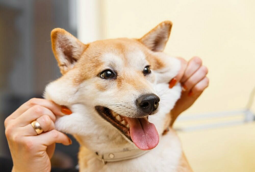 Shiba inu