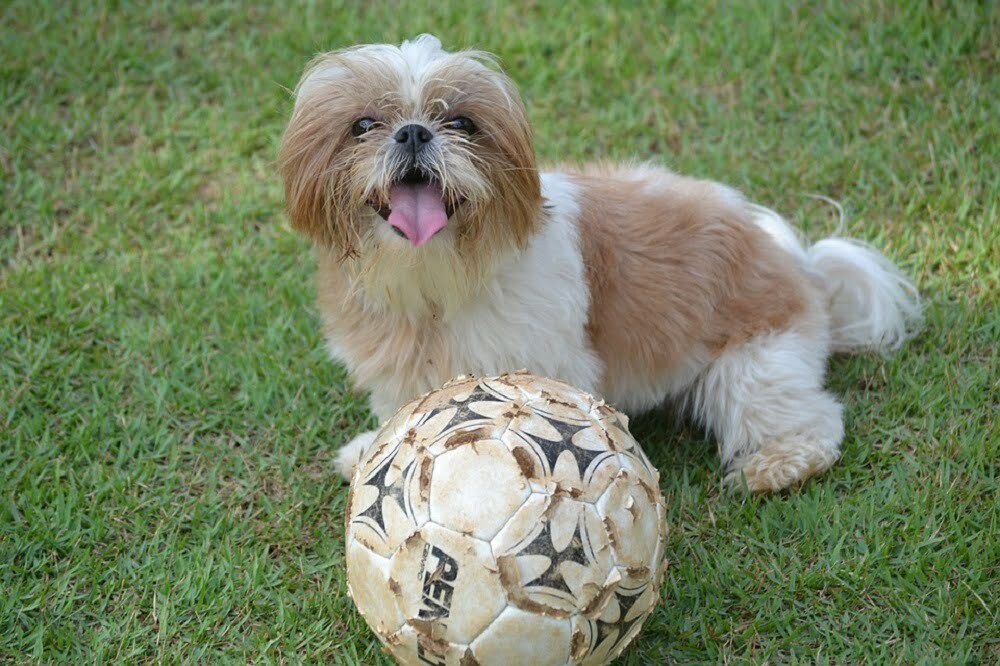 Shih tzu