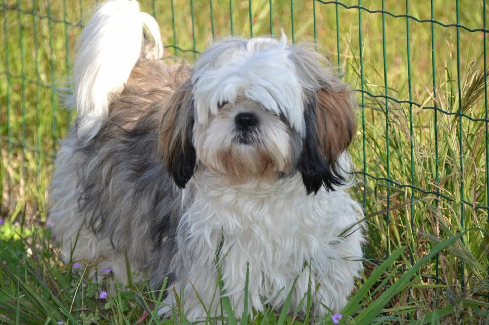 do all shih tzus have an underbite