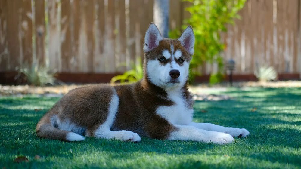 Siberian husky