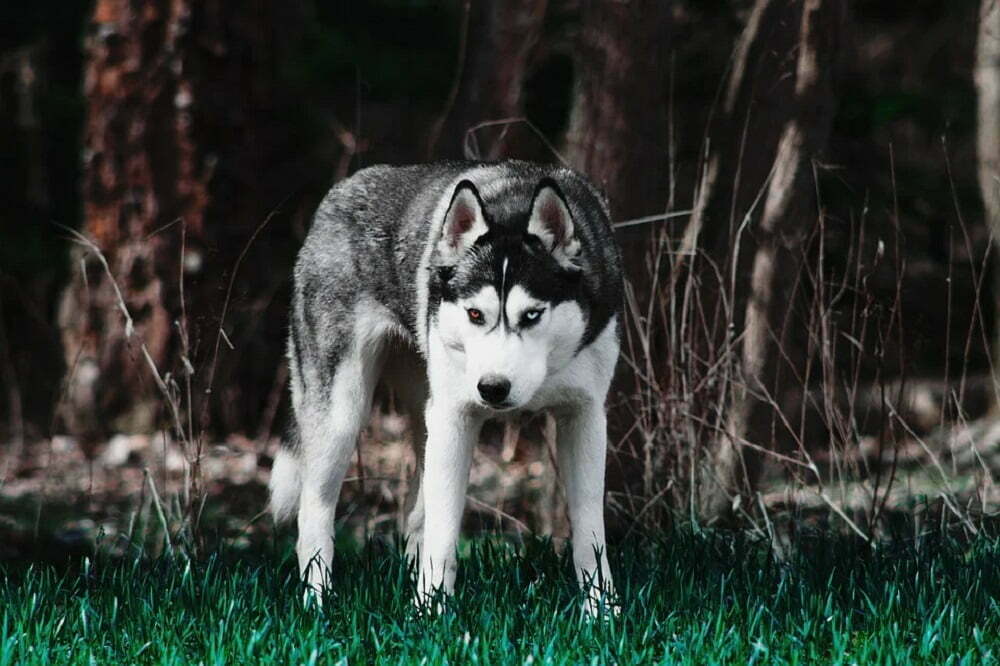 Siberian husky