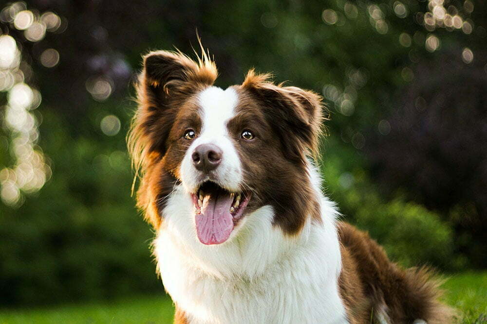 Border collie