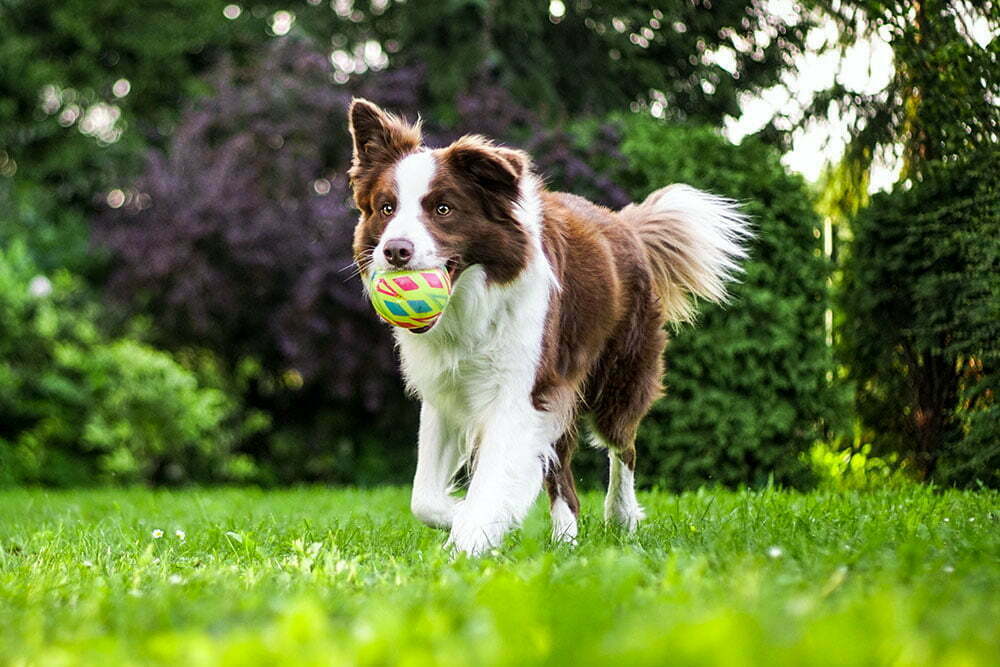 Border collie