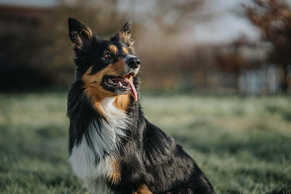 Border collie