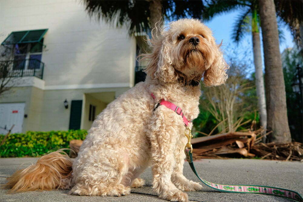 The cavapoo dog: an utimate guide to the curly cuddle lovers