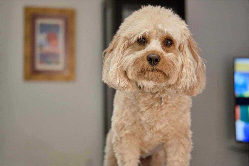 The cavapoo dog guide