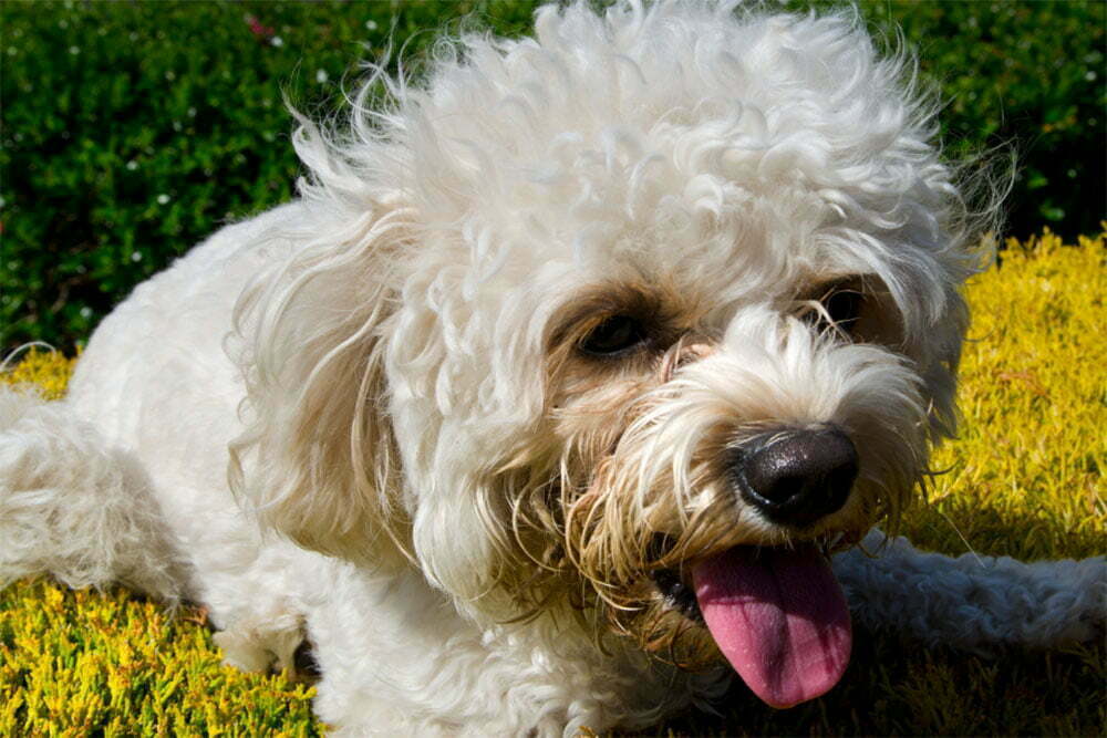 The cavapoo dog