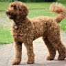The labradoodle dog an ultimate guide to the high in demand curly canine