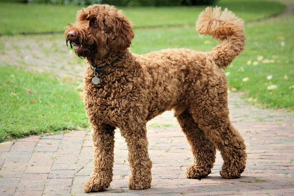 Labradoodle