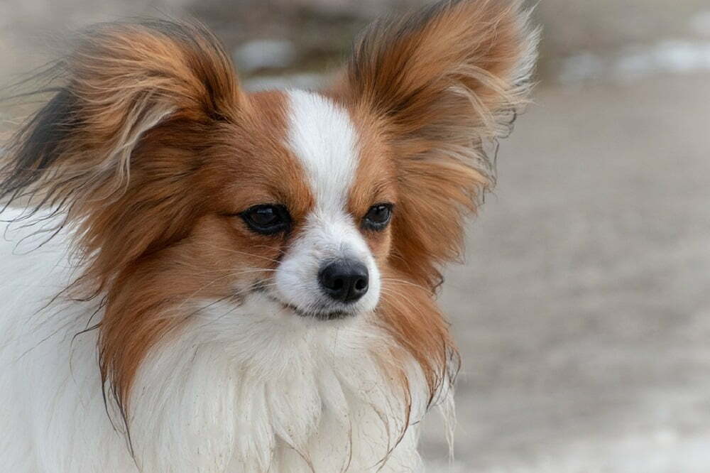 Papillon dog