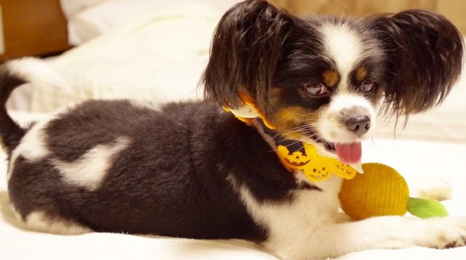 The papillon dog breed the ultimate guide2