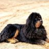 Tibetan mastiff the ultimate guide
