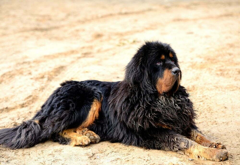 Tibetan mastiff