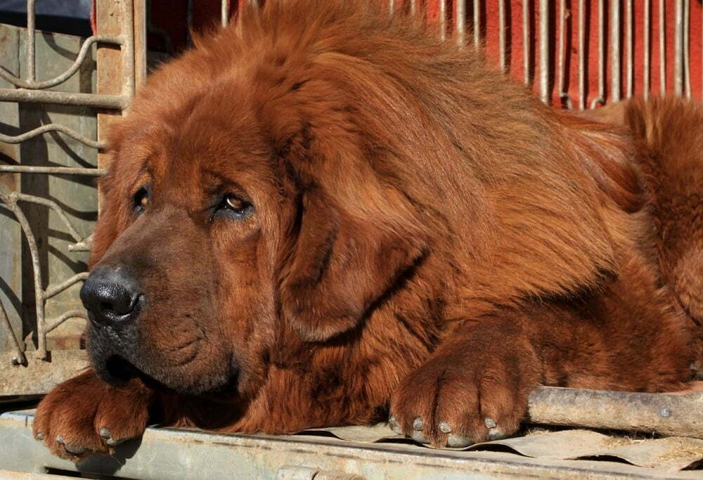 white lion tibetan mastiff