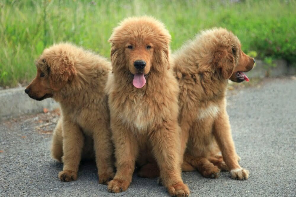 Tibetan mastiff