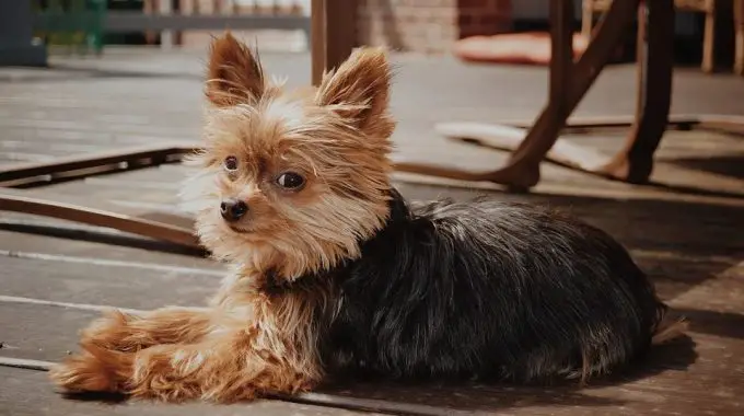 Yorkshire terrier the ultimate guide