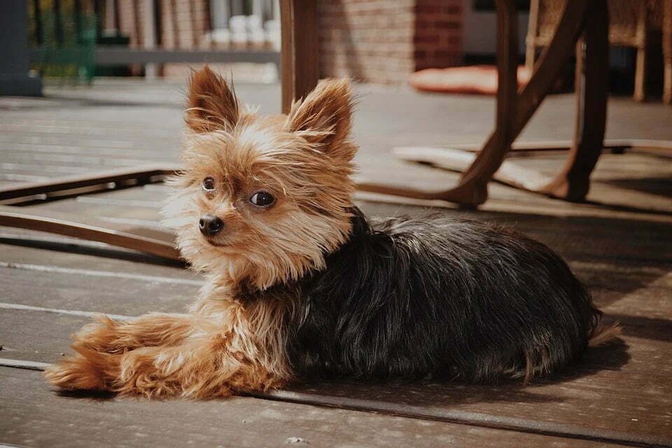 how long do yorkies bleed when in heat