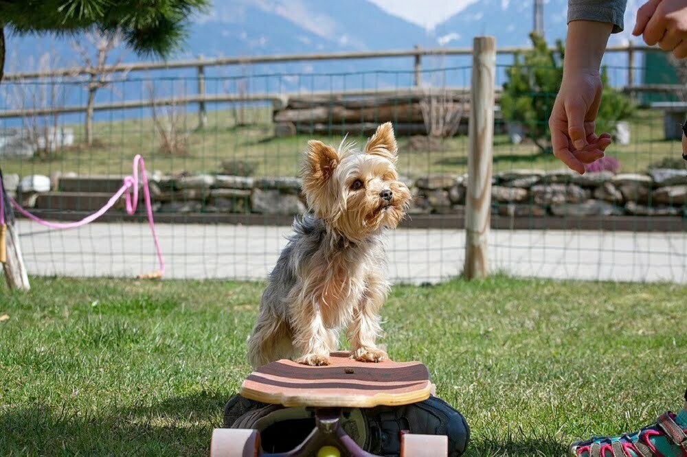 Yorkshire terrier