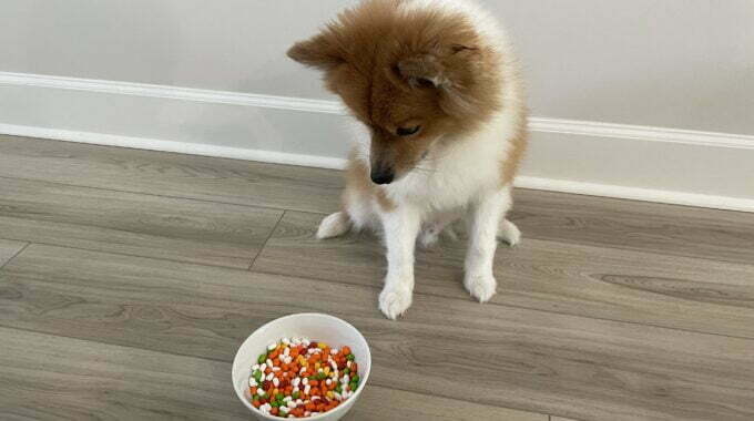 Dog looking at bowl of tic tacs