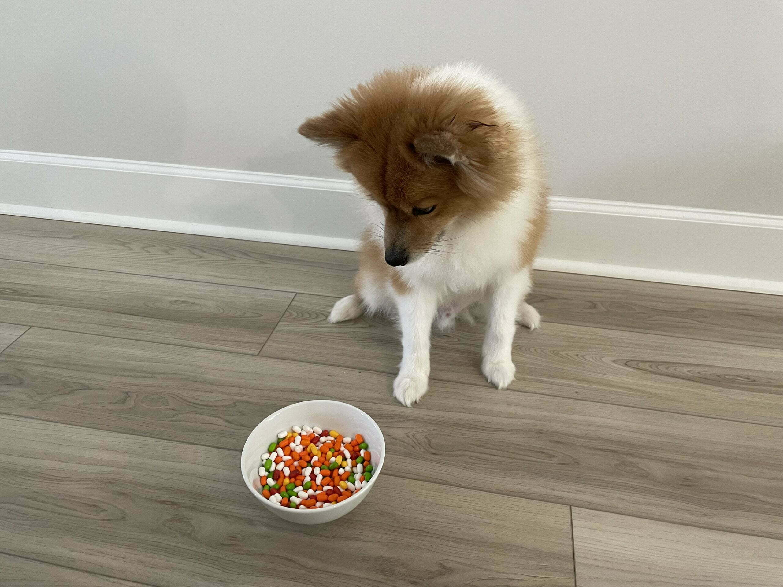 Dog looking at bowl of tic tacs