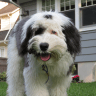 Sheepadoodle the ultimate guide