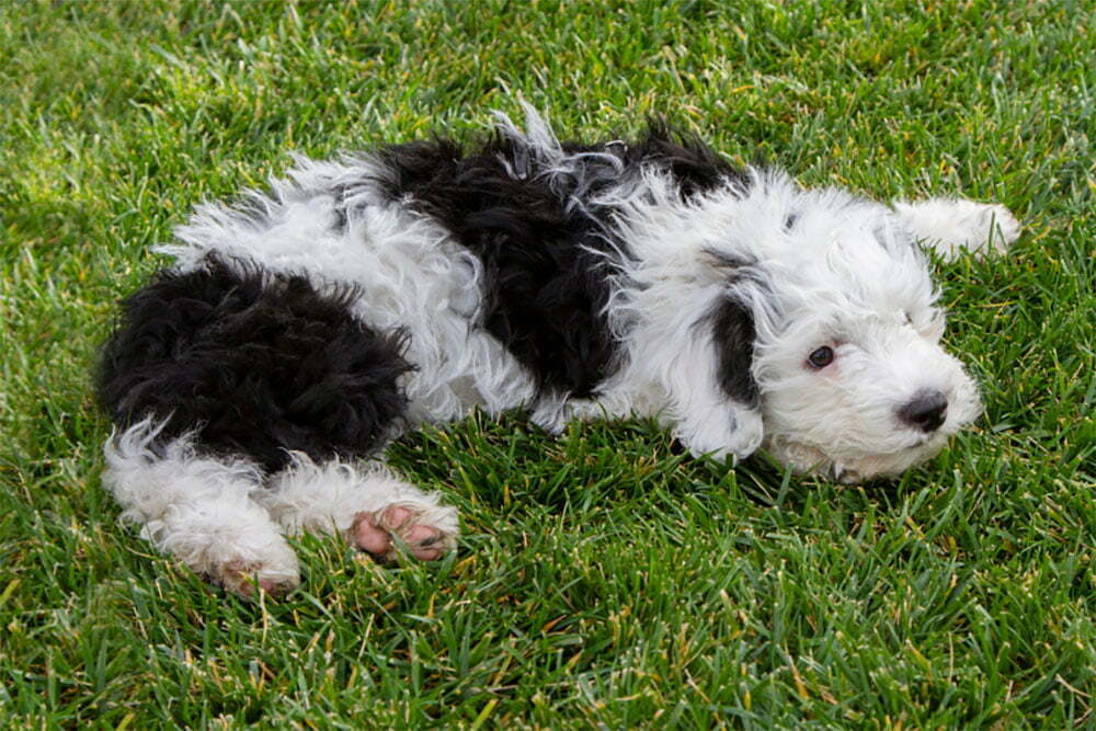 Sheepadoodle ultimate guide