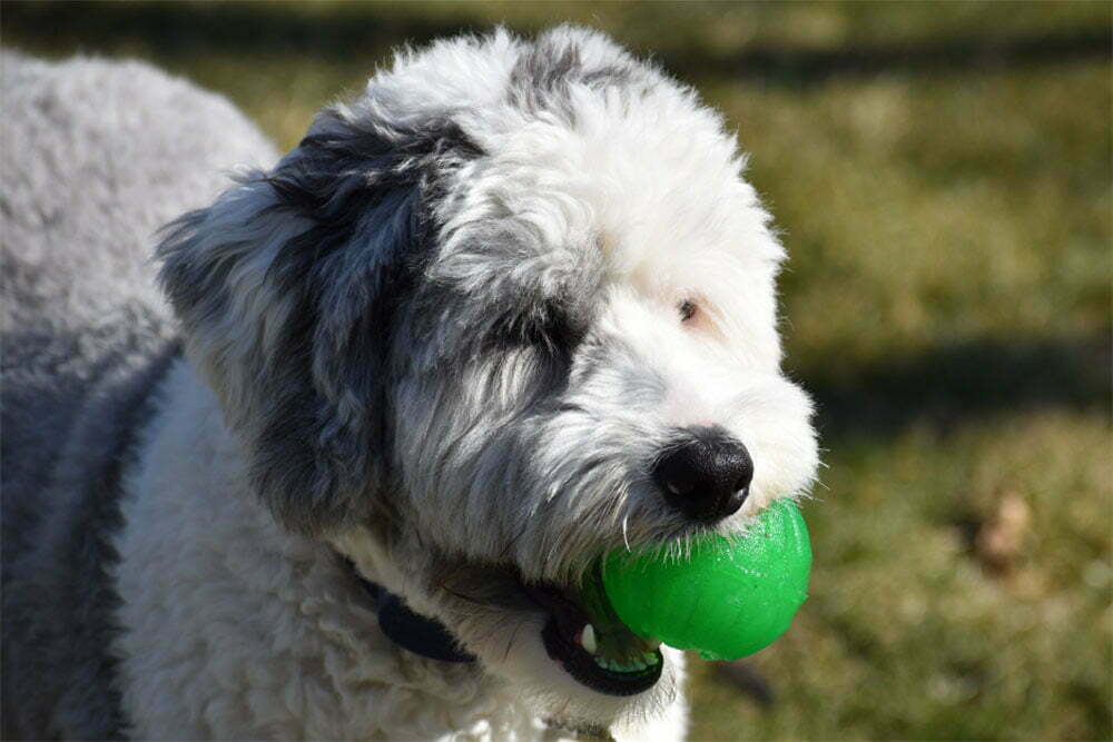 Sheepadoodle ultimate