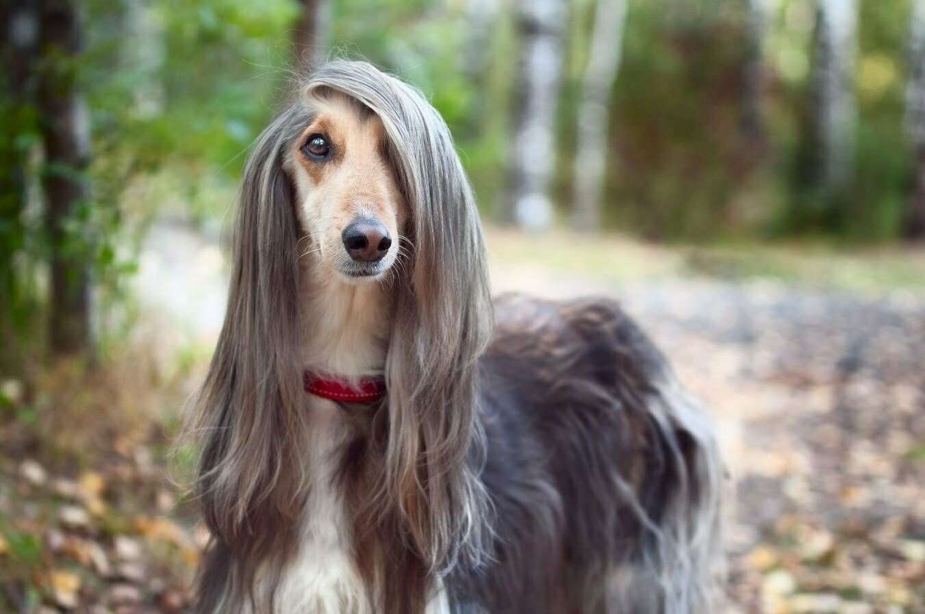 afghan hound vs border collie