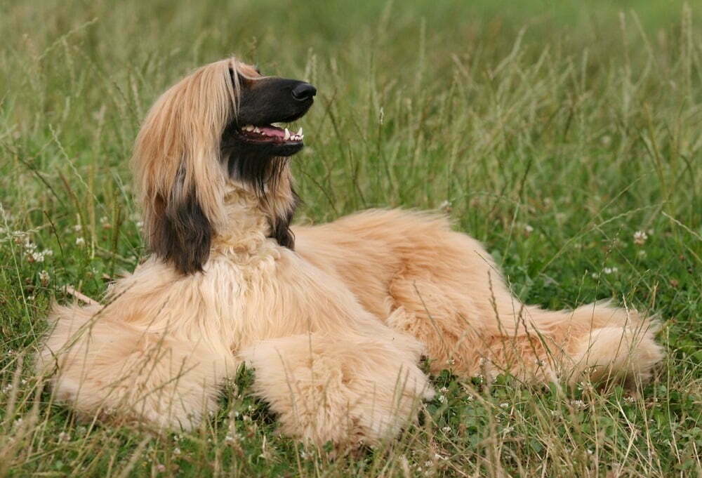 Afghan hound