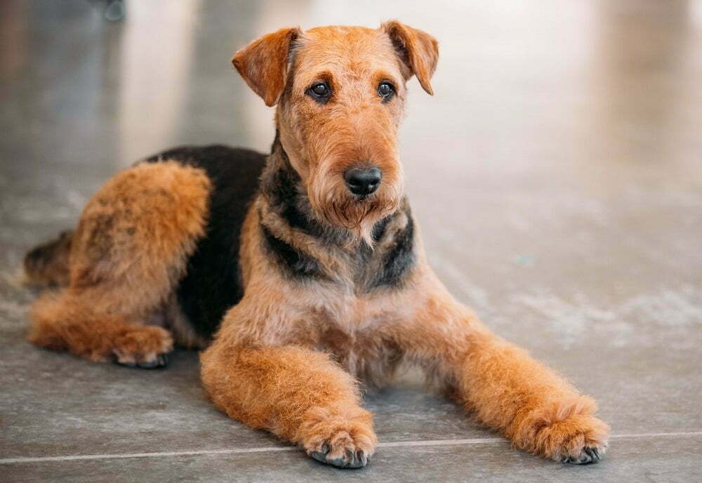 are airedale aggressive