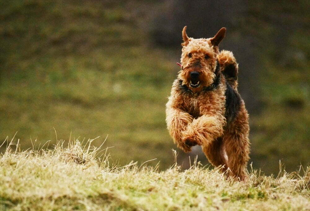 Airedale terrier