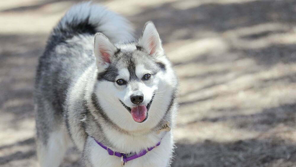 Alaskan klee kai