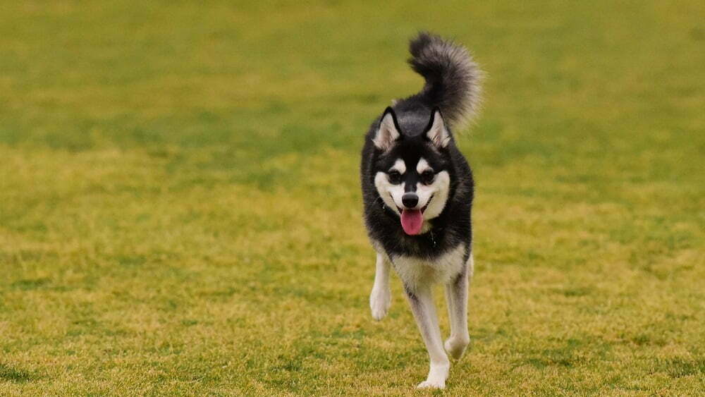 Alaskan klee kai