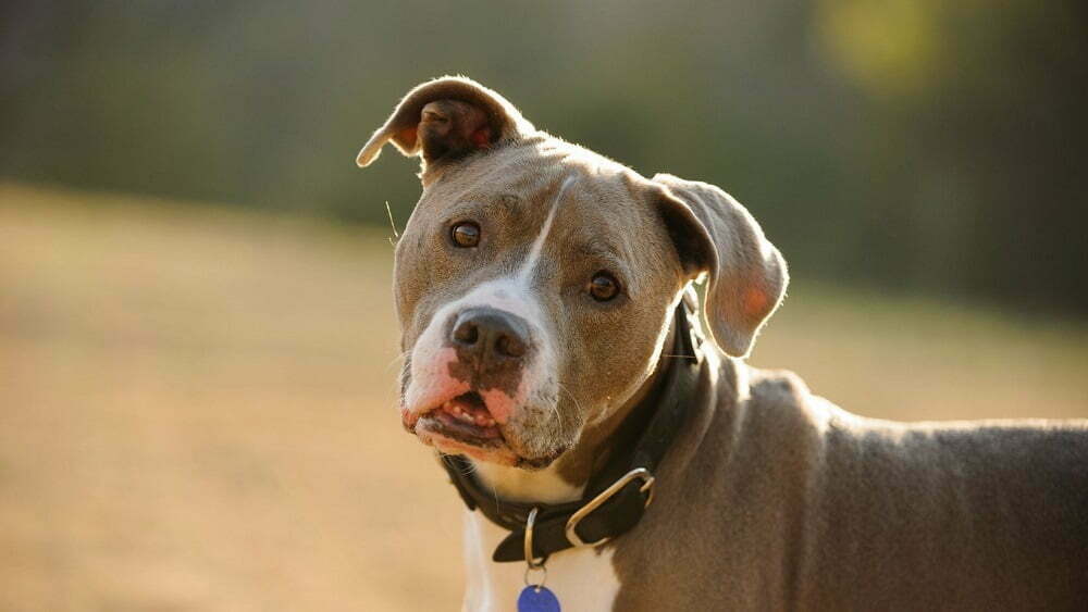 American pitbull terrier