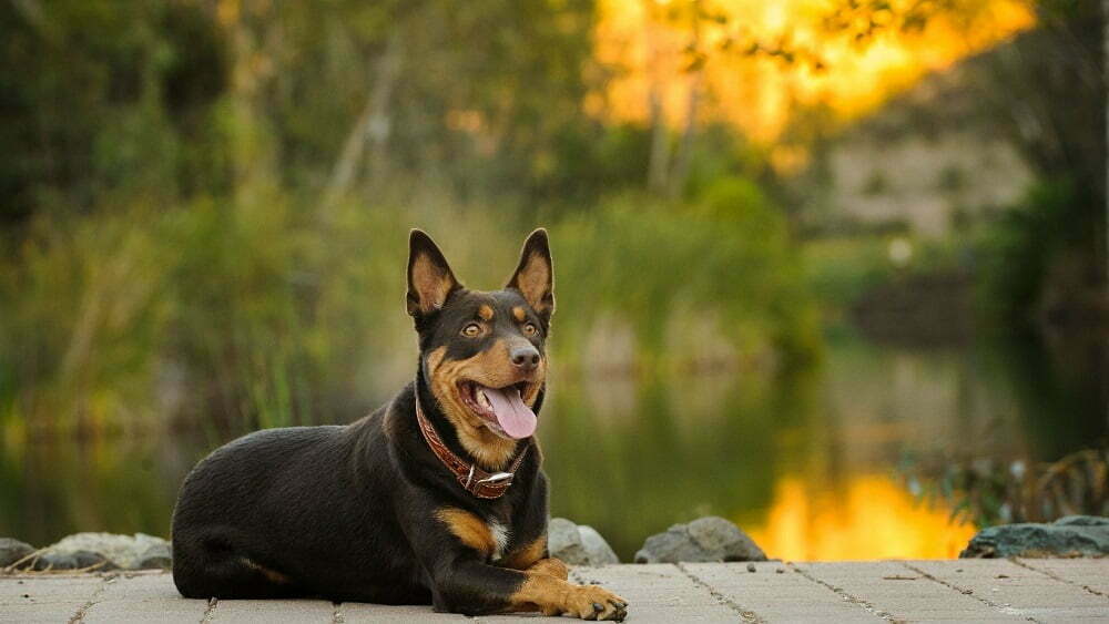 Australian kelpie