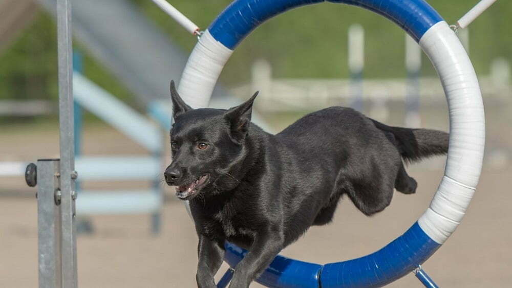 Australian kelpie