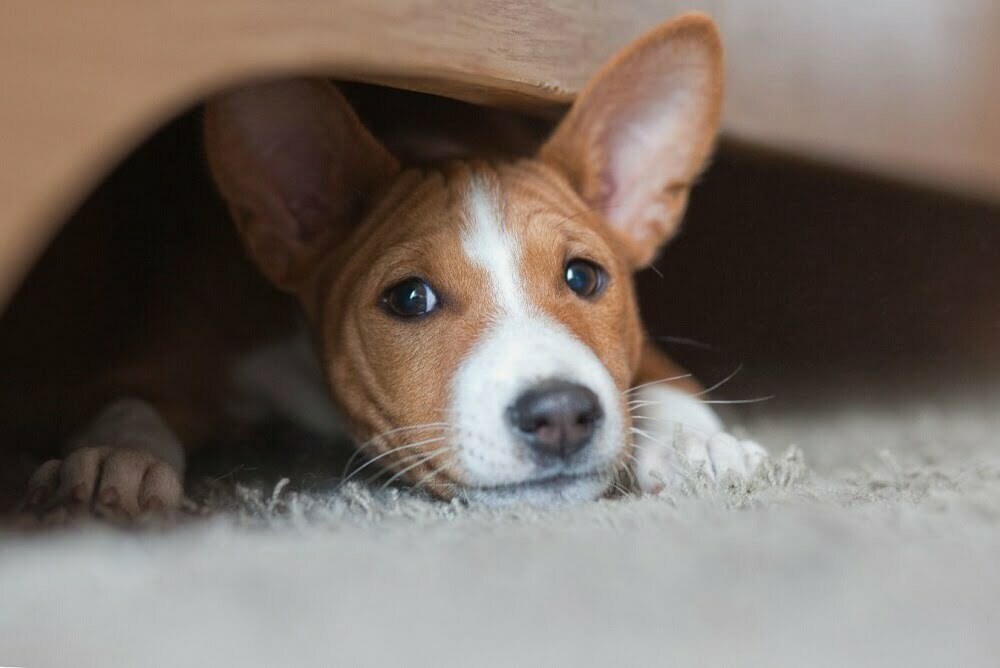 Basenji