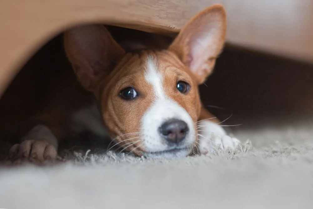 Basenji: The Ultimate Dog Breed Guide - PetDT